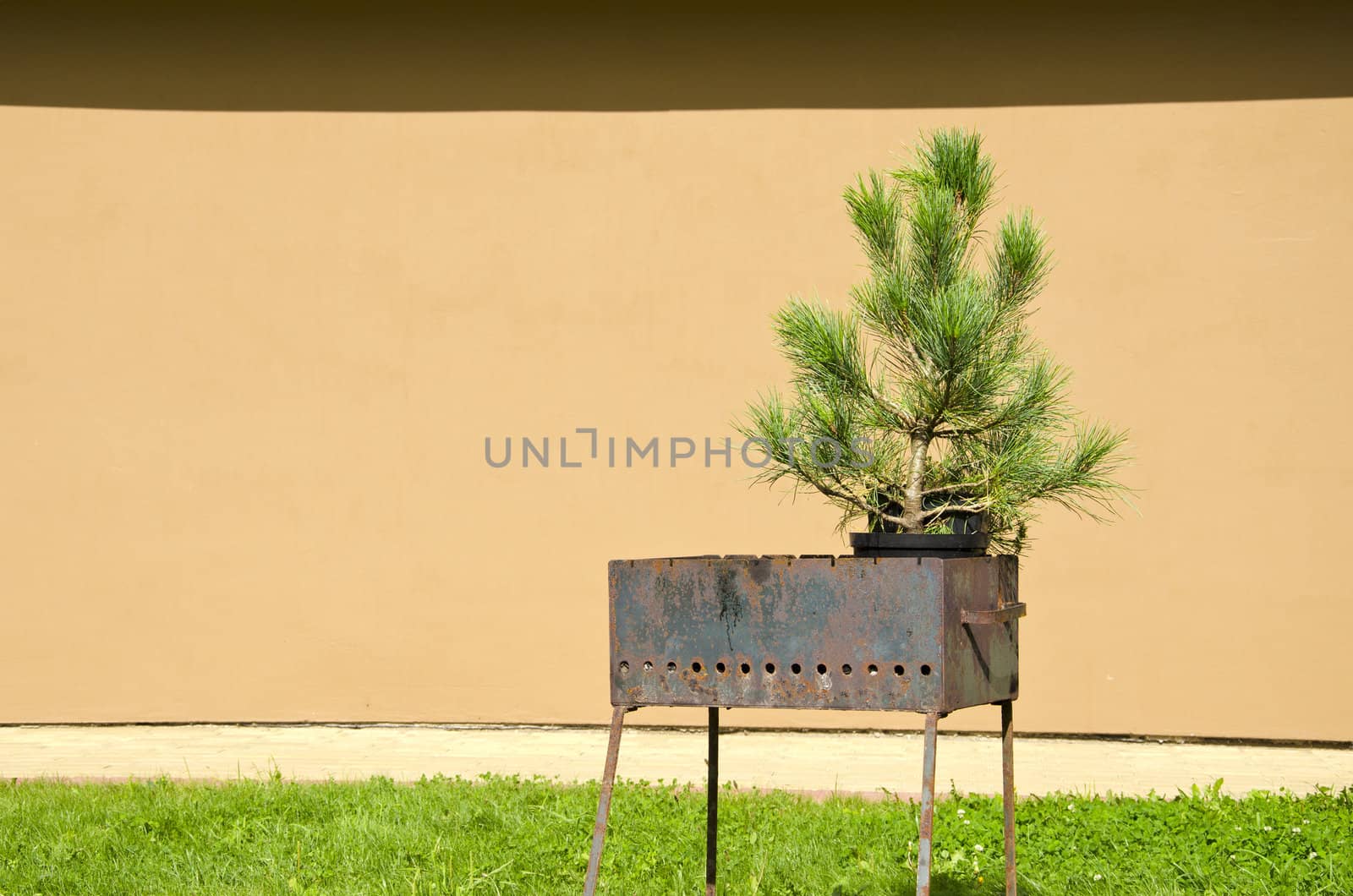 Rusty metal portable grill and spruce grow in small pot. Banckground lawn and wall.