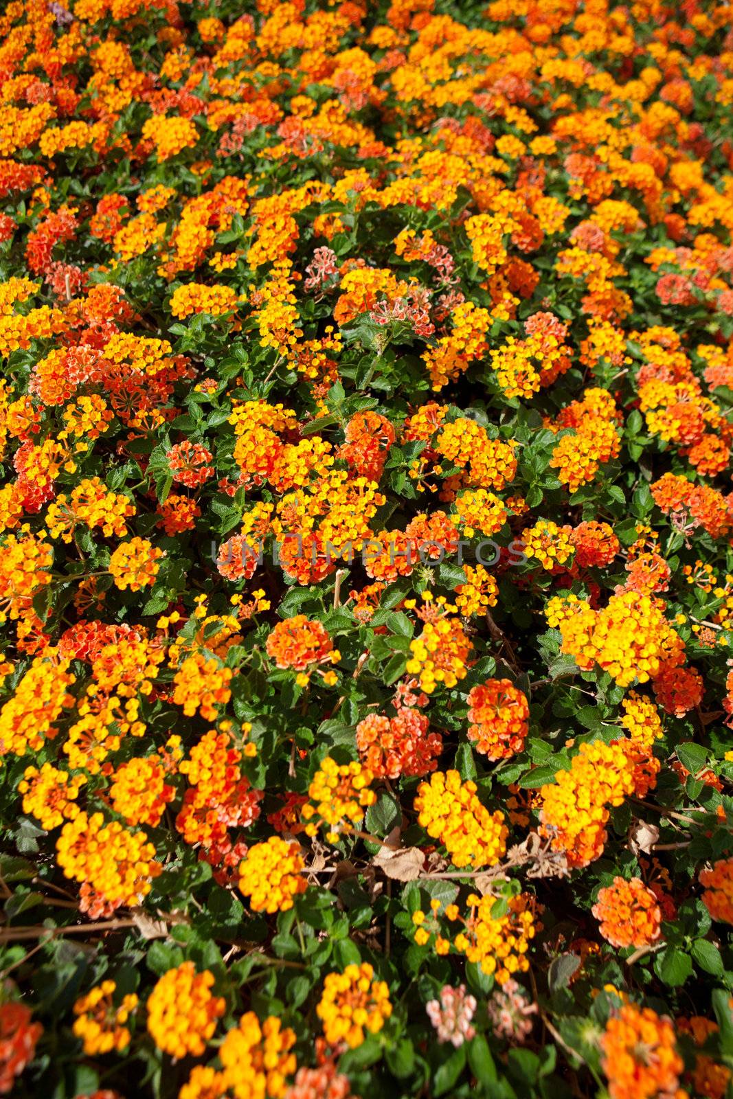 flowers by vsurkov