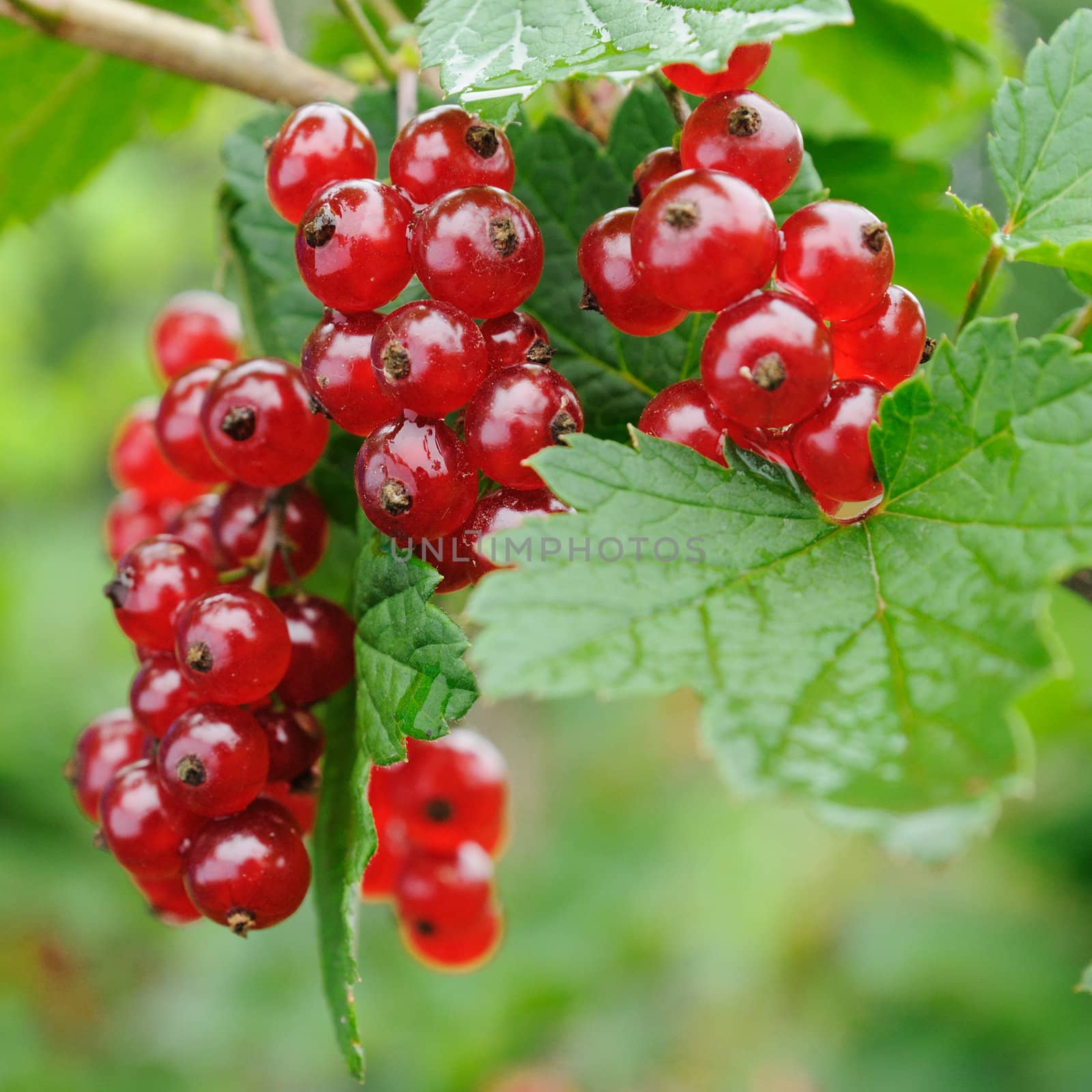 bunch of red currand on the bush