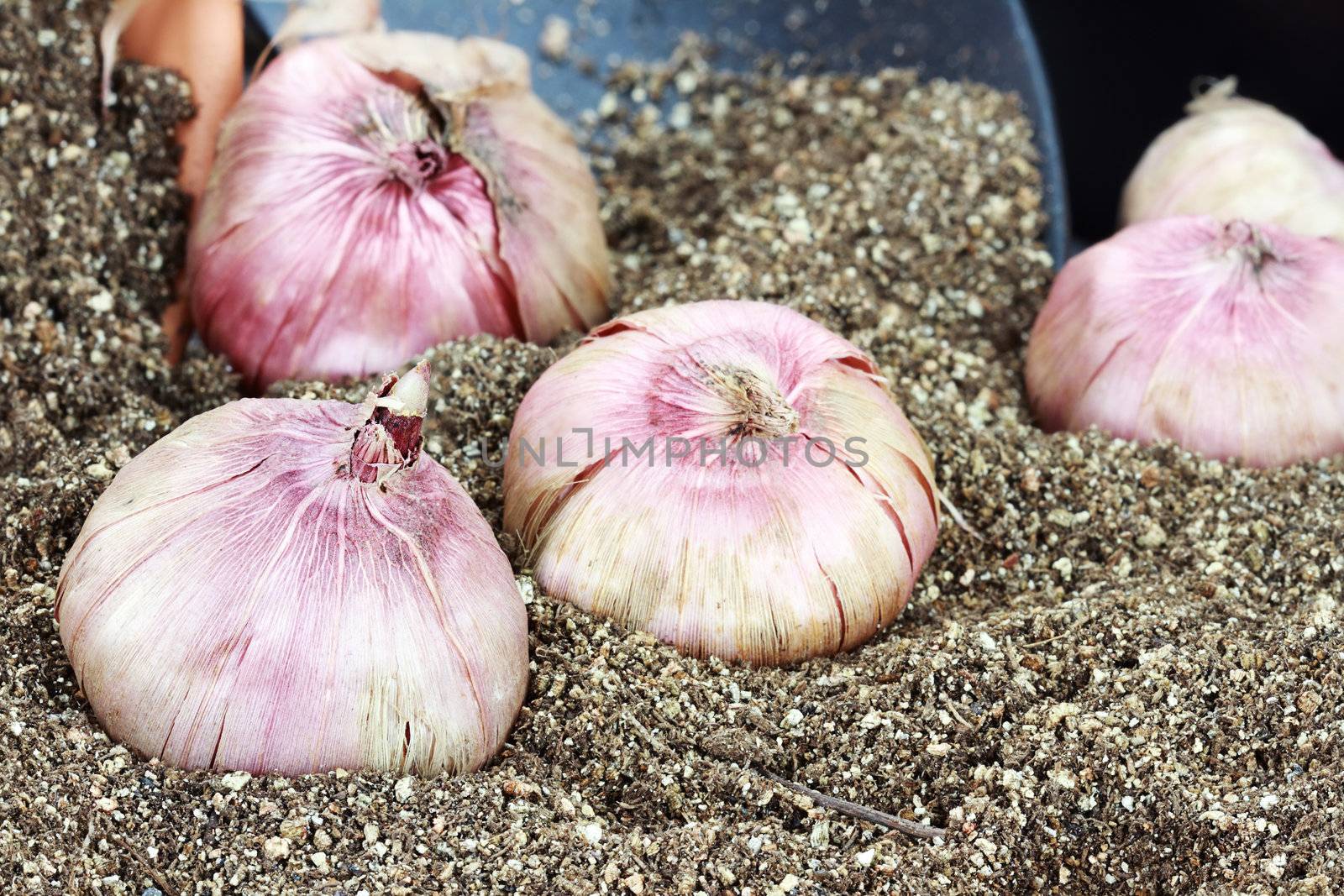 Flower corms or bulbs in potting soil with trowel. 