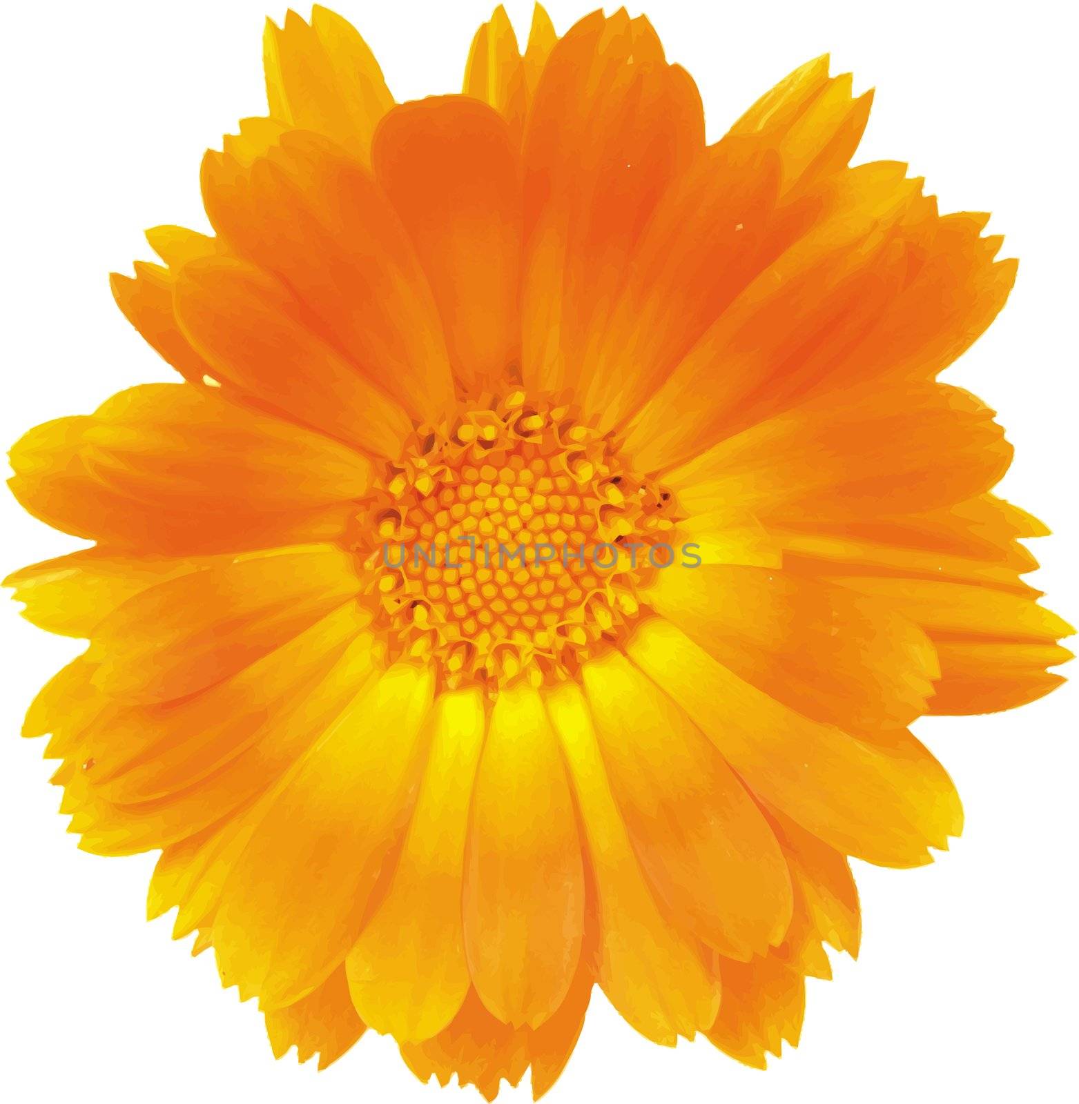 Flower of a calendula of orange color close up.