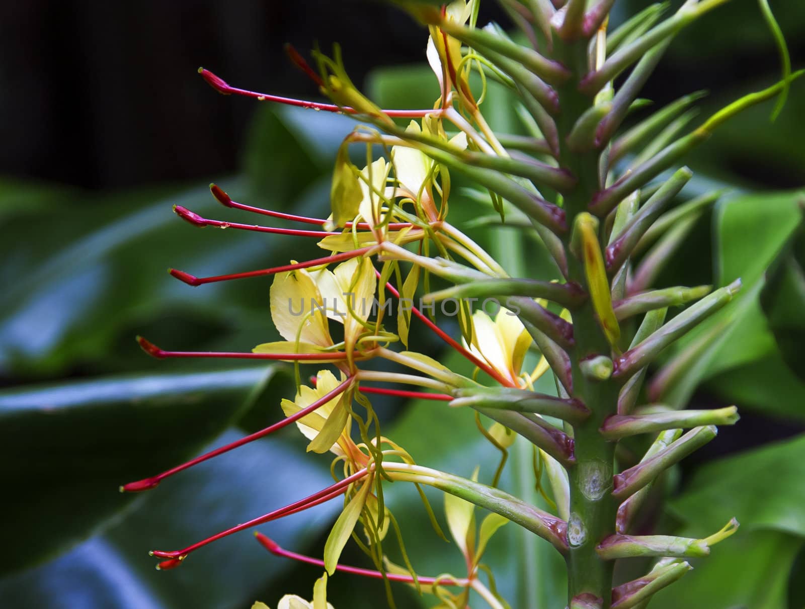 blooming flower of Kahili Ginger