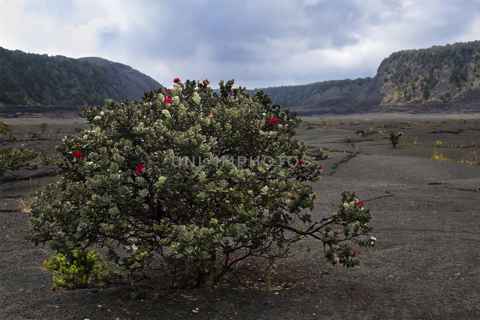 small bush in the middle of the Kahaualea crater
