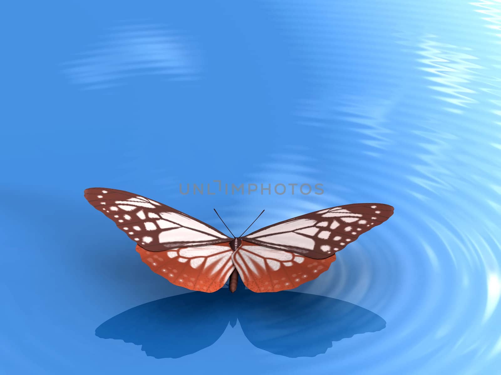 the butterfly by njaj