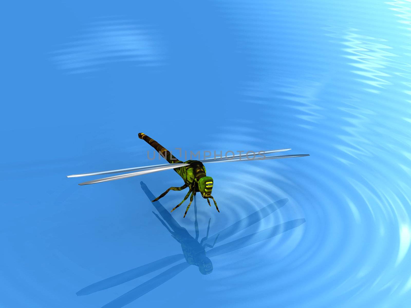 dragonfly on the water by njaj