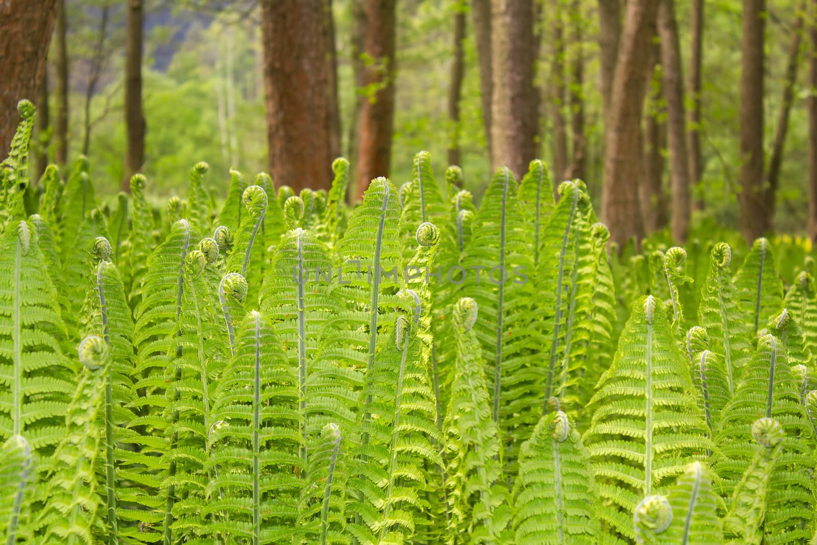 Closeup of a Green Fern in the Forest