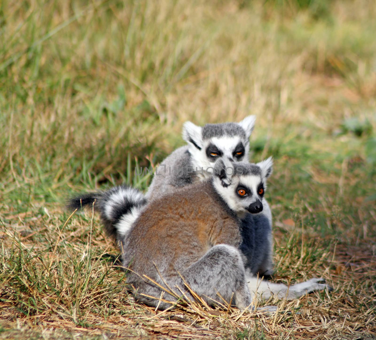 lemurs