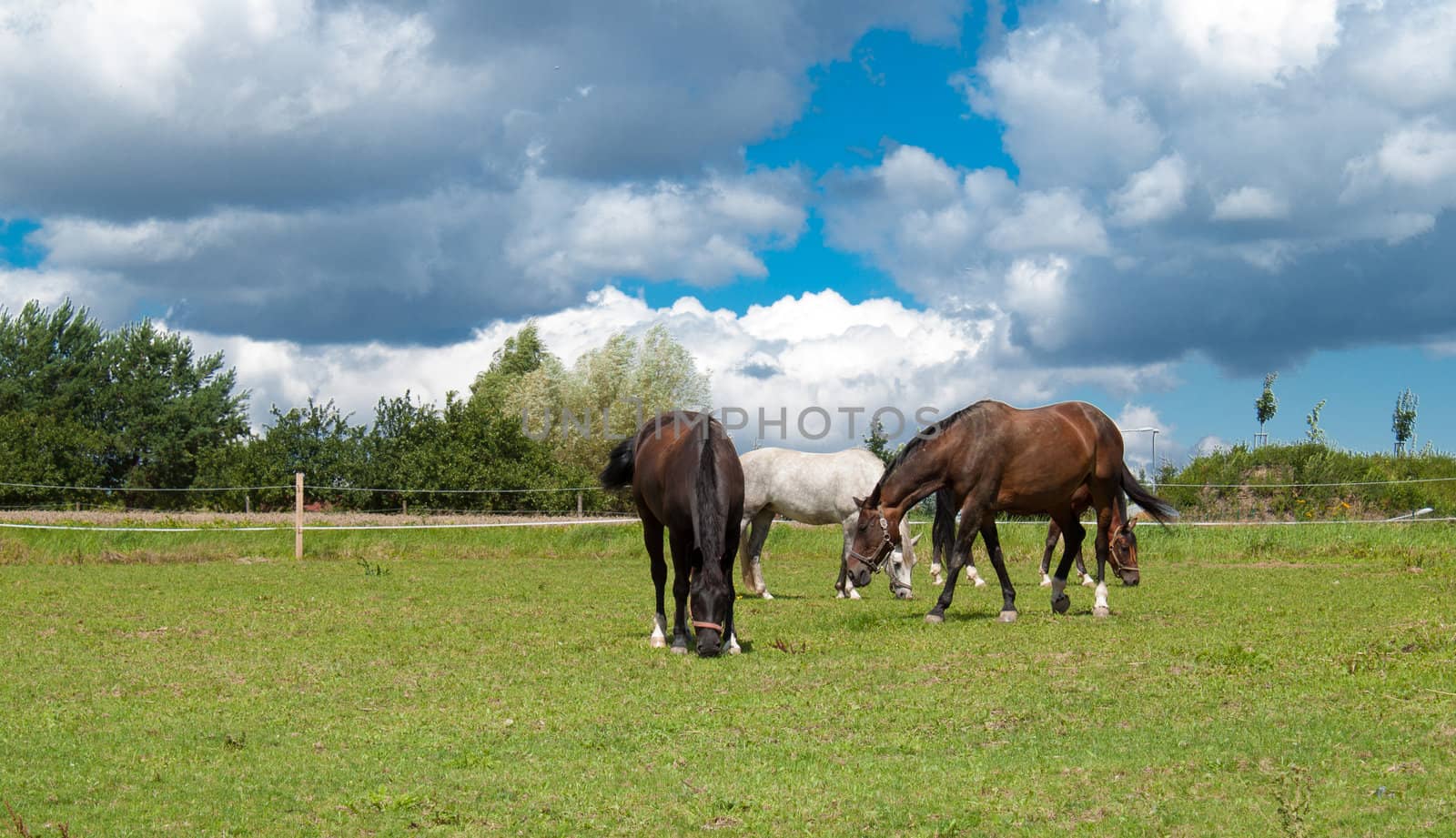 grazing horses on grass field with dramatic blue sky