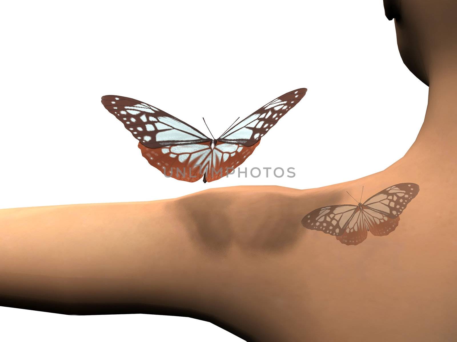 the beautiful butterfly with wings