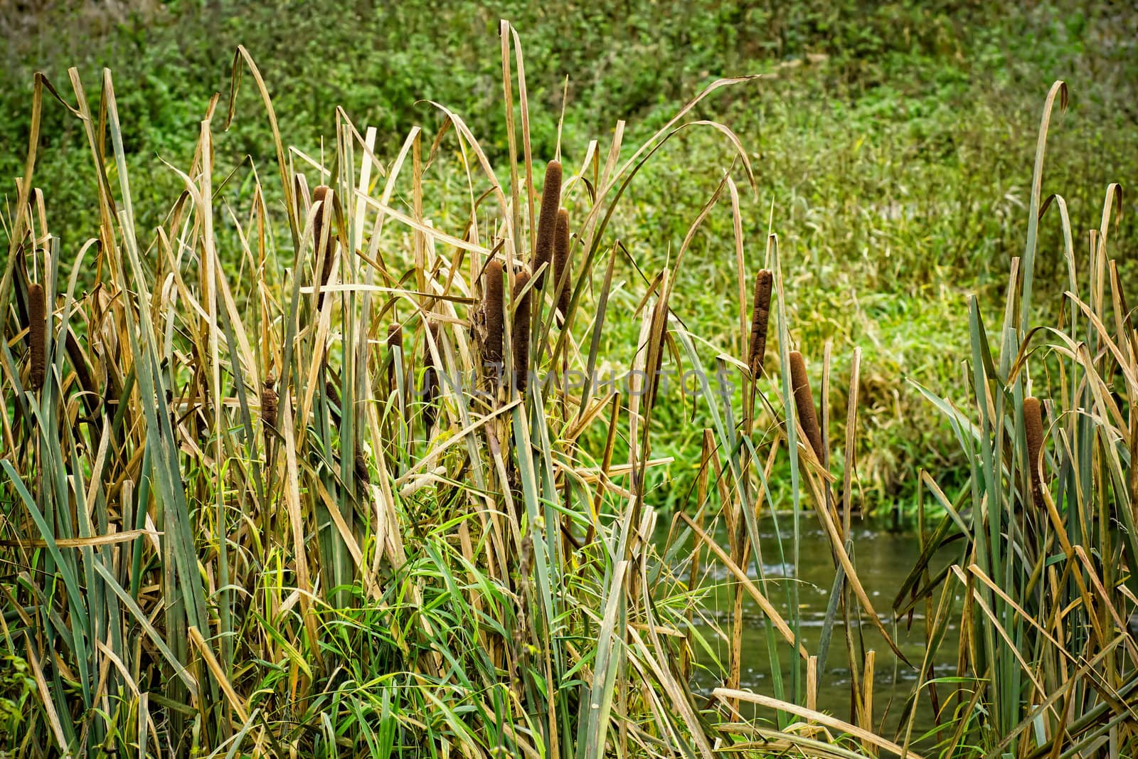 reeds at the pond in autumn time