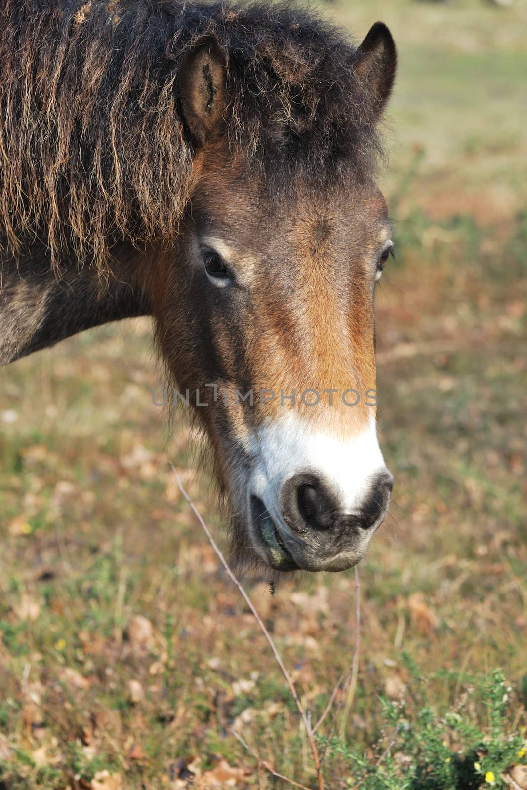head of exmoor pony