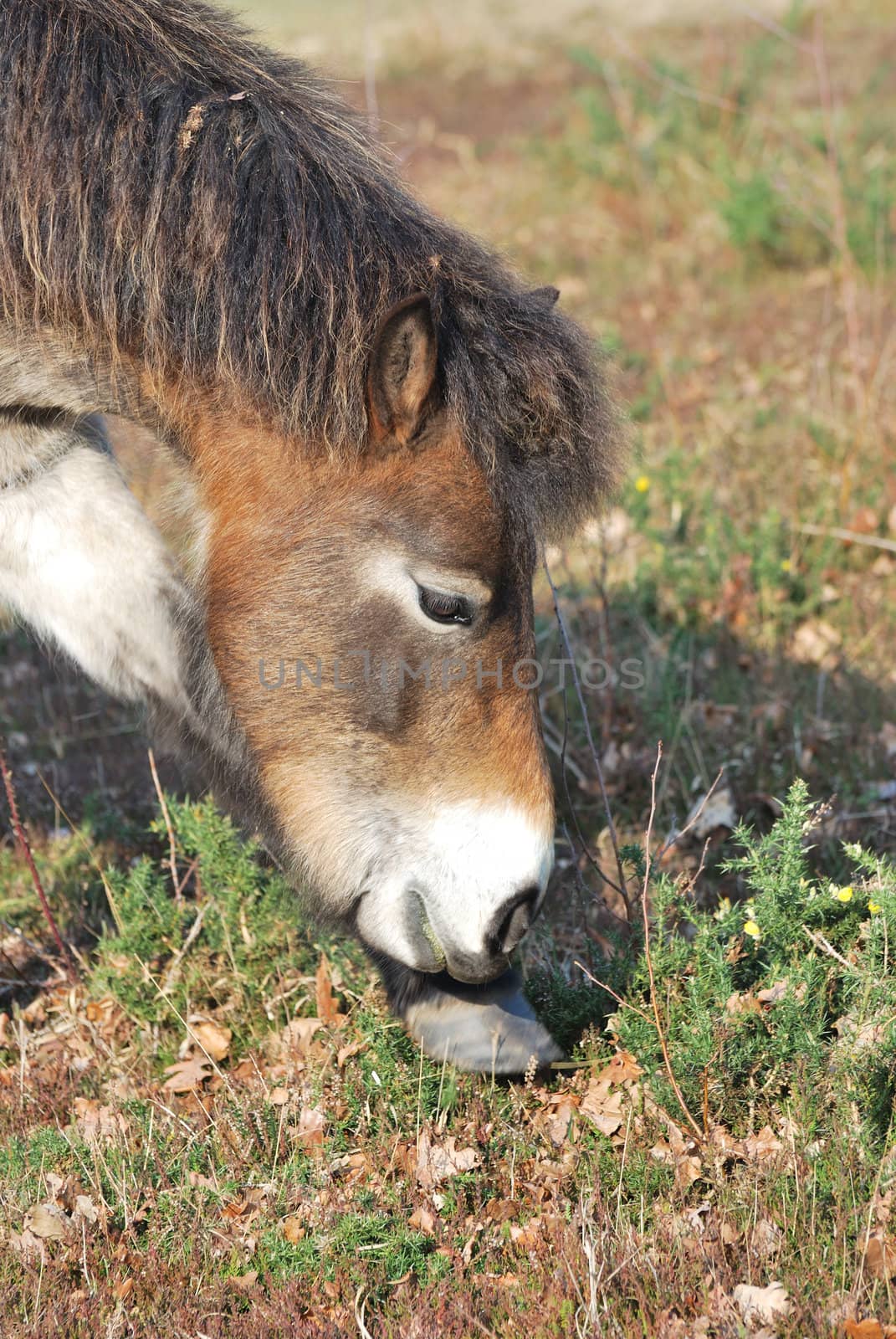 Exmoor pony feeding on scrub