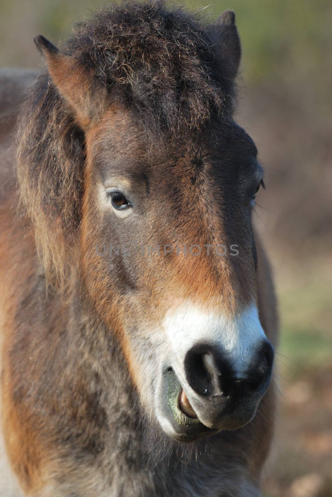 Portrait of Exmoor Pony