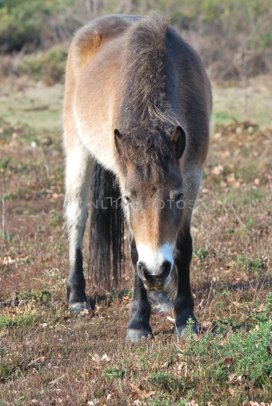 Exmoor Pony by pauws99