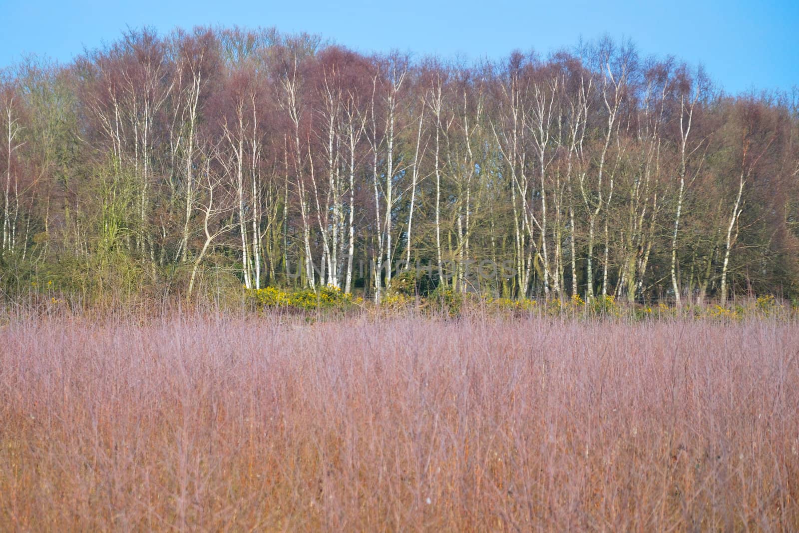 Heathland with trees