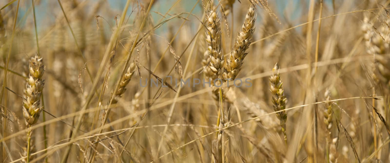 lots of wheat on the field during summer season