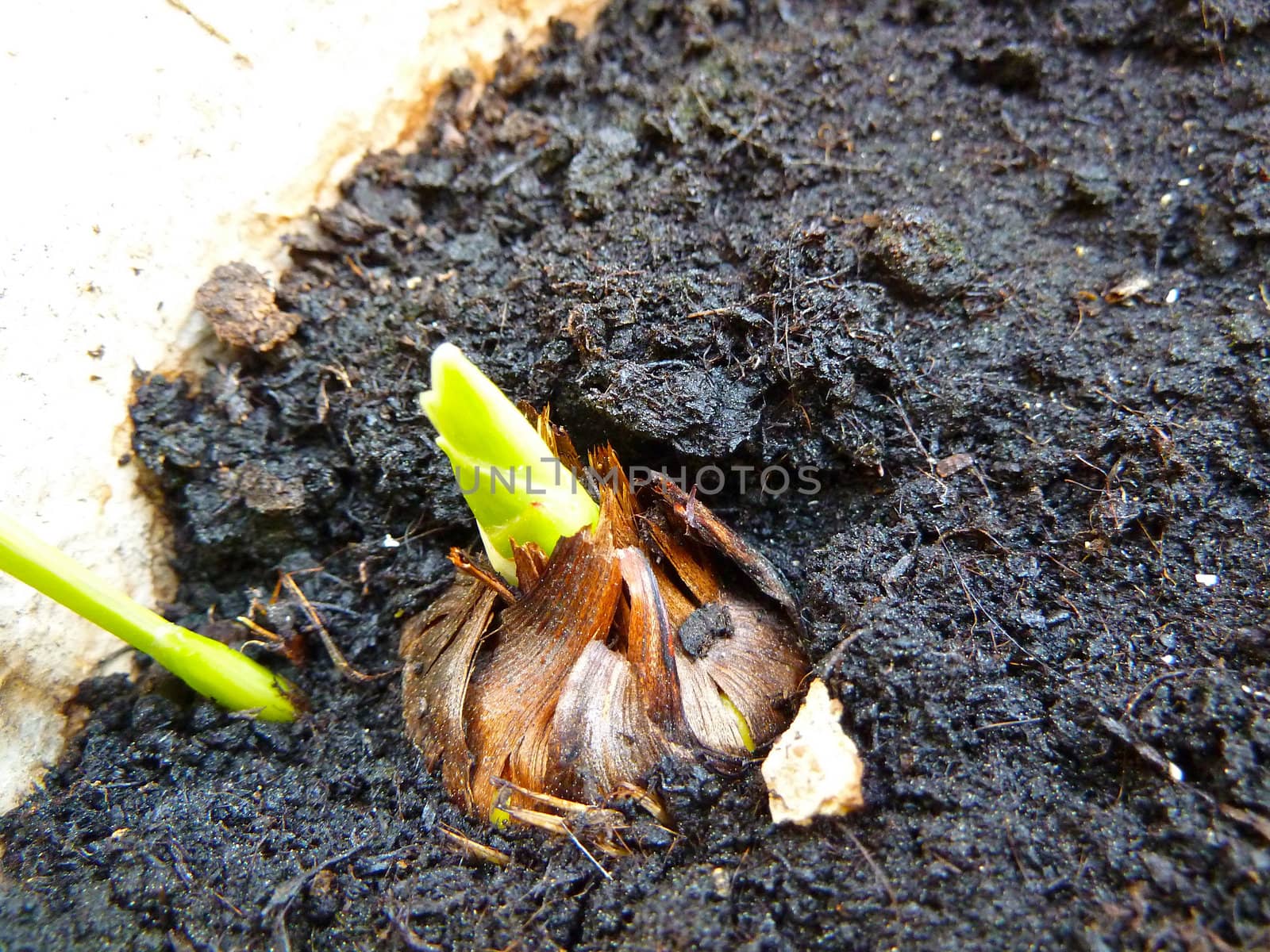 new growth sprouting from a flower bulb