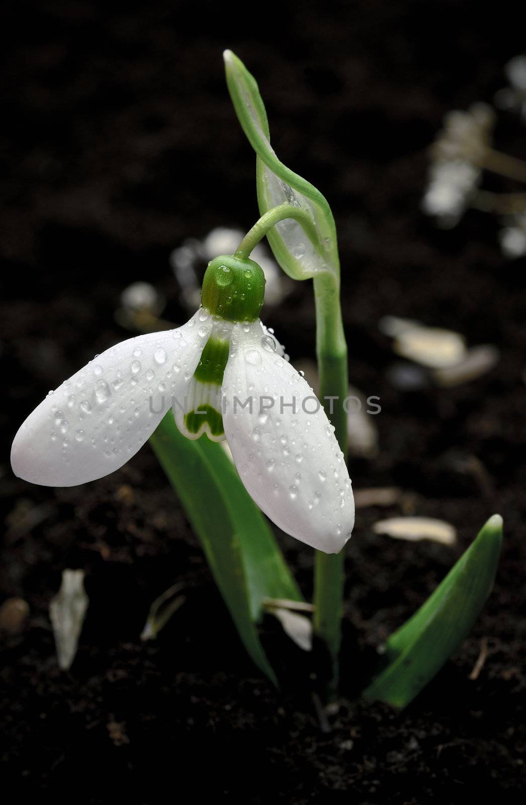 Close up of a snowdrop  bloom