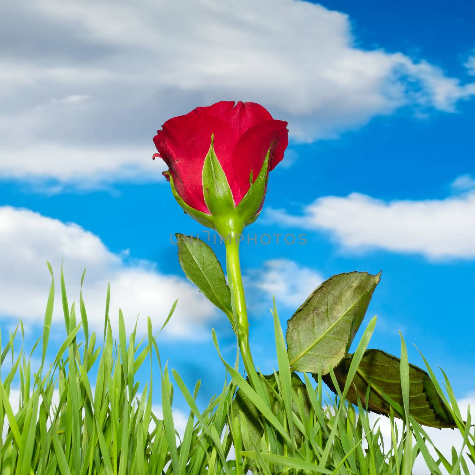 Red rose and green grass with blue sky and clouds in the background.