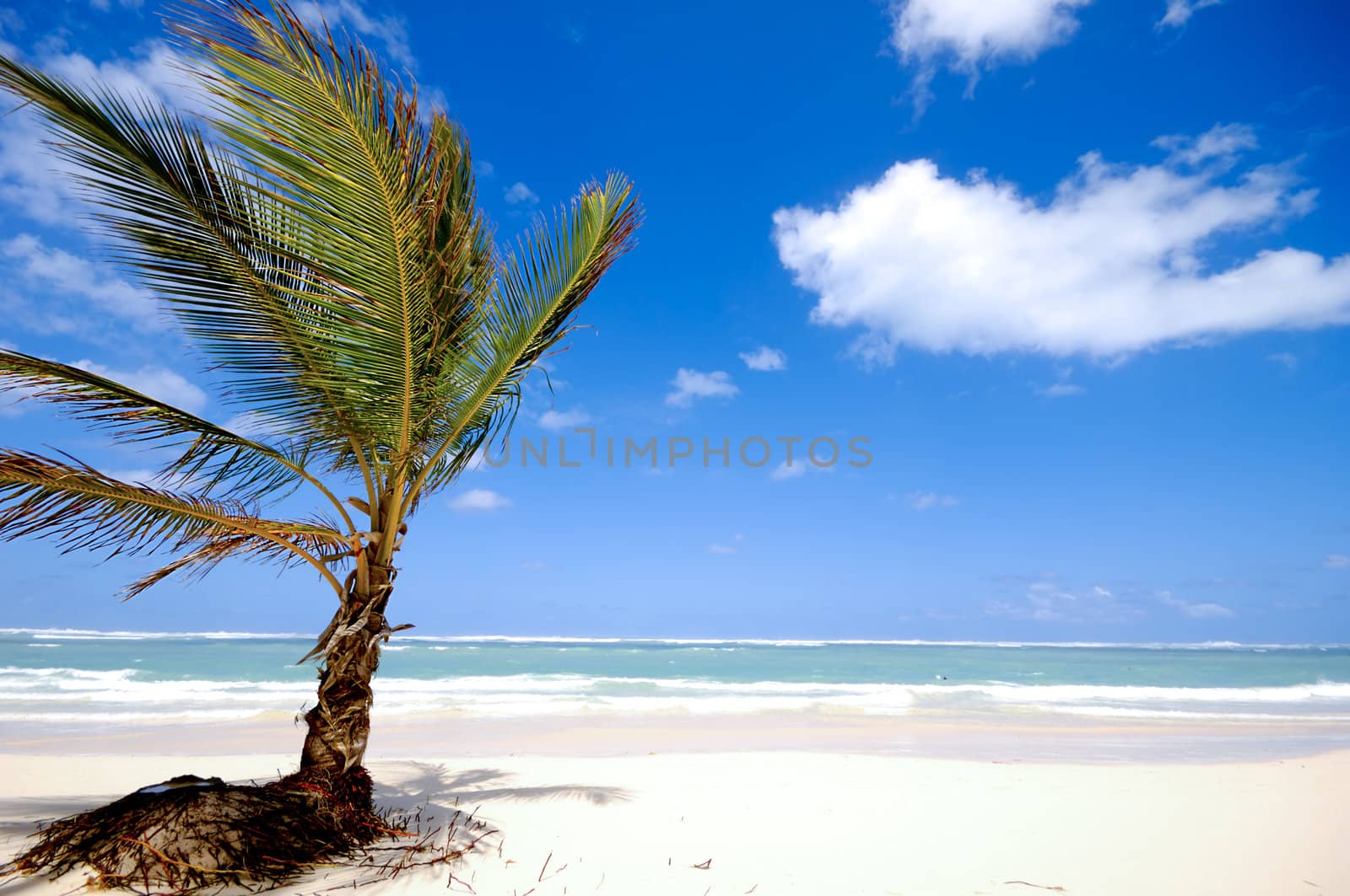 Palm on beach by cfoto