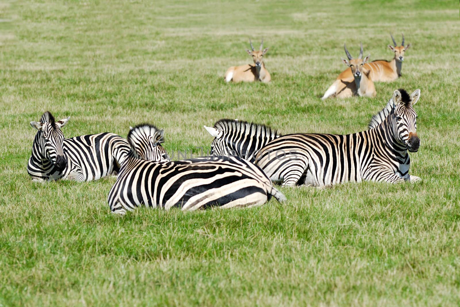 A group of zebras are resting in the green grass.
