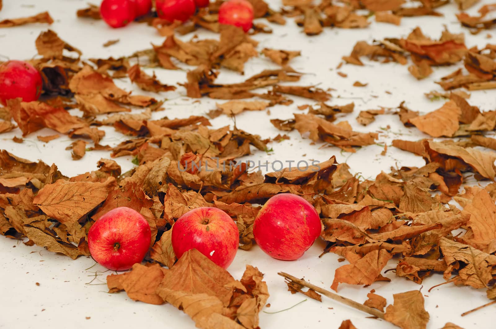 Red apples and old leafs. Studio shot.