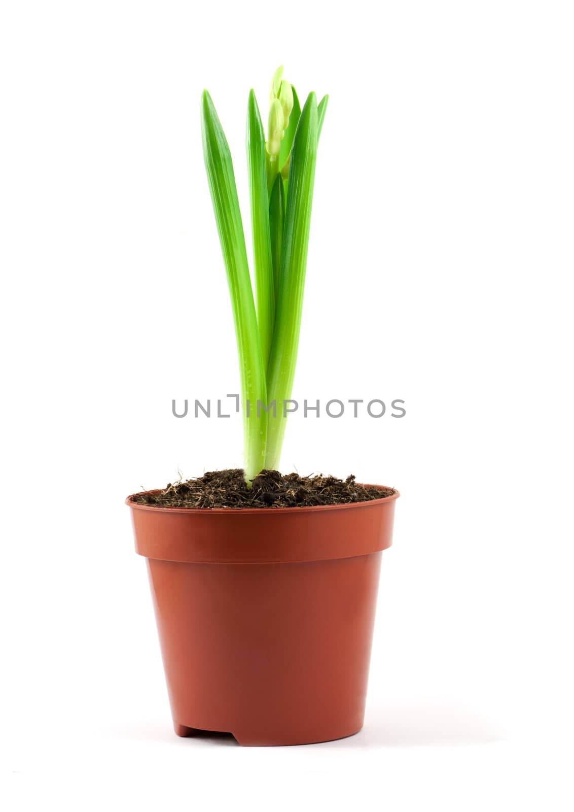 White flower in the pot isolated