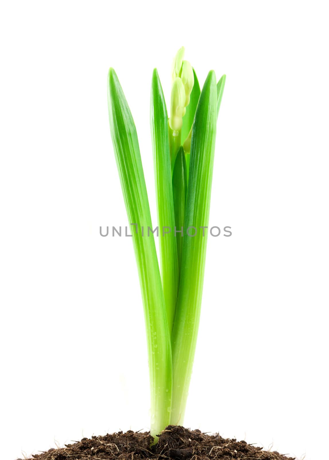 Flower isolated on white background