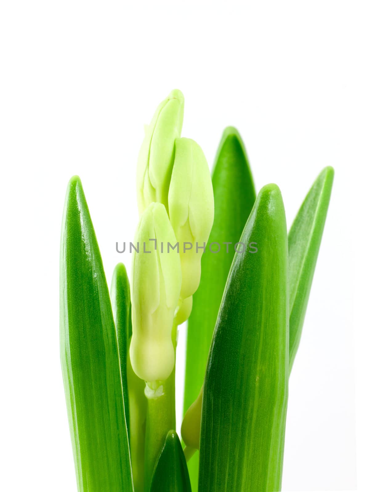 Flower isolated on white background