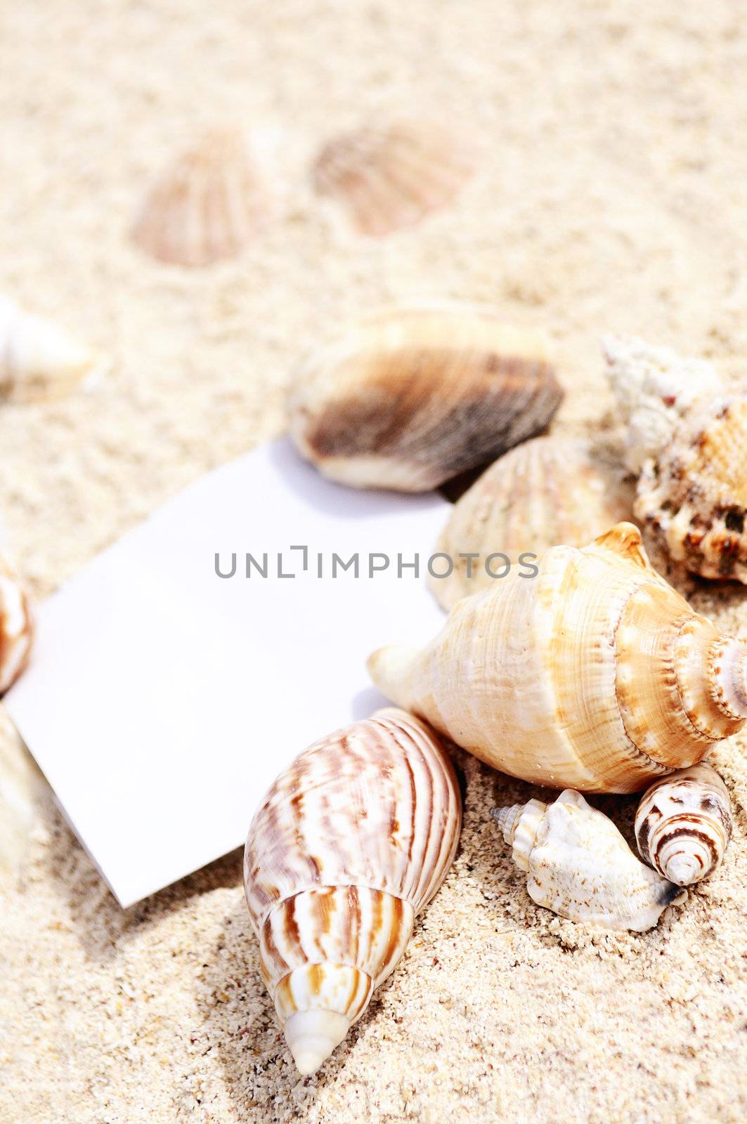 blank paper on white sand beach with starfish and shells like summer vacation background