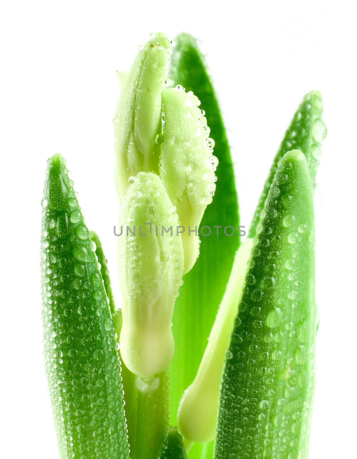 Flower isolated on white background