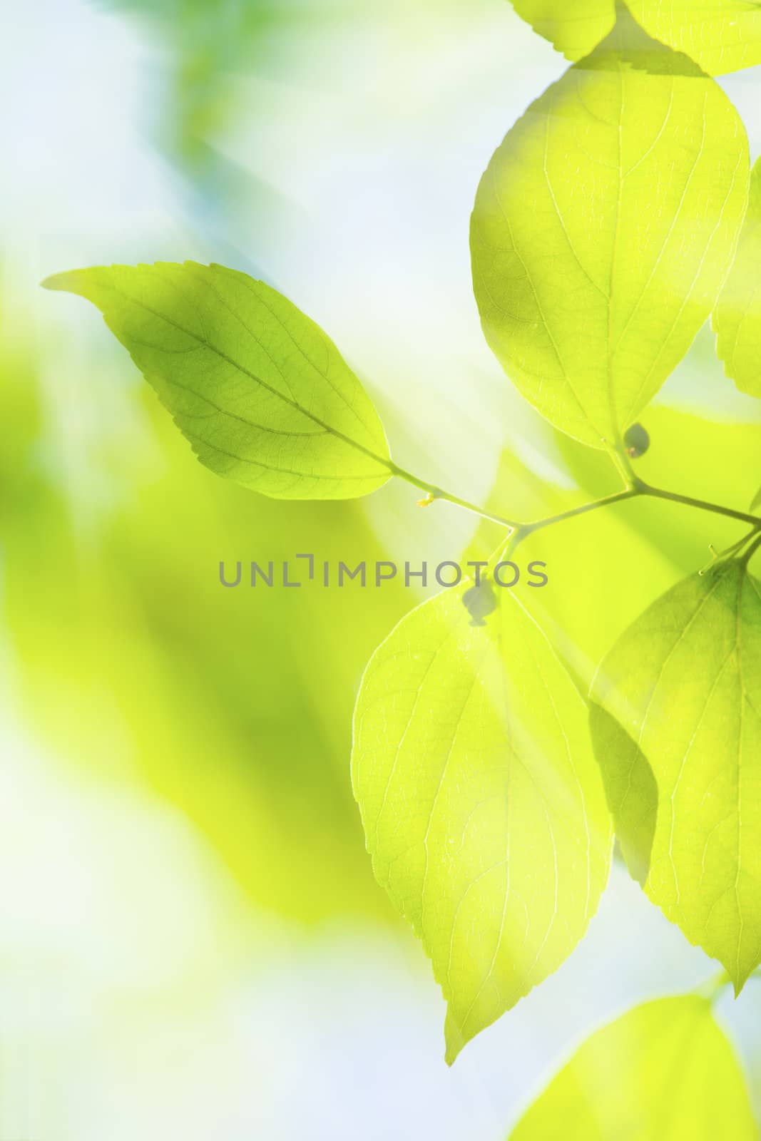 Green leaves under sun background