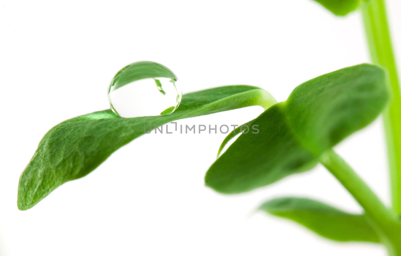 Small pea plant and drop of water