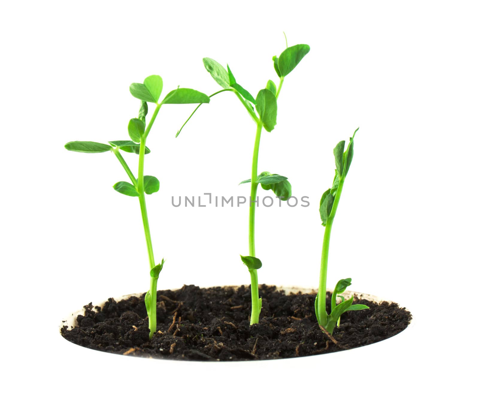 Small pea plant