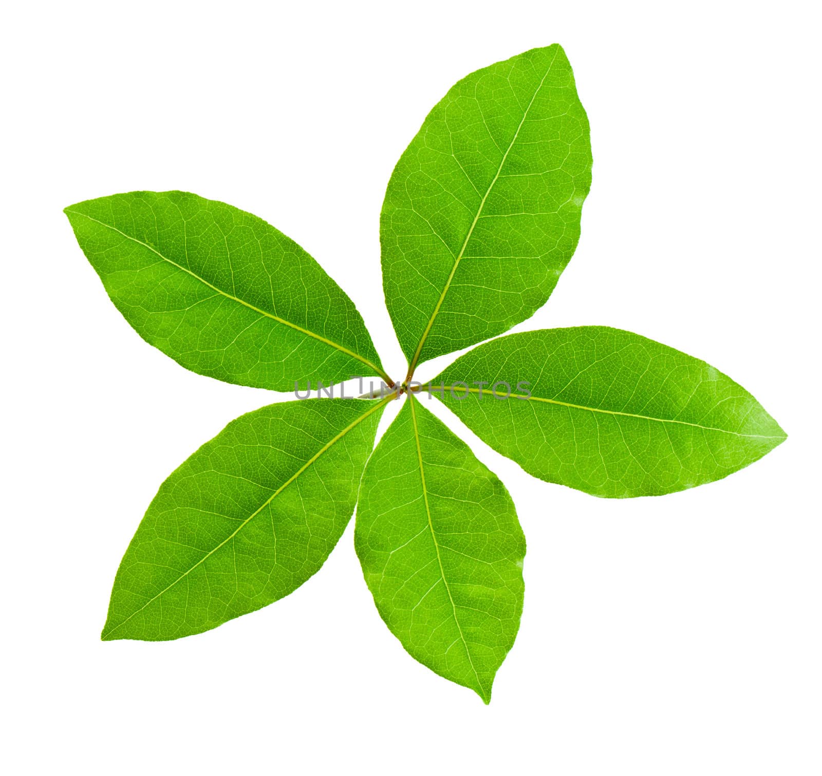 Laurel leaf isolated on white