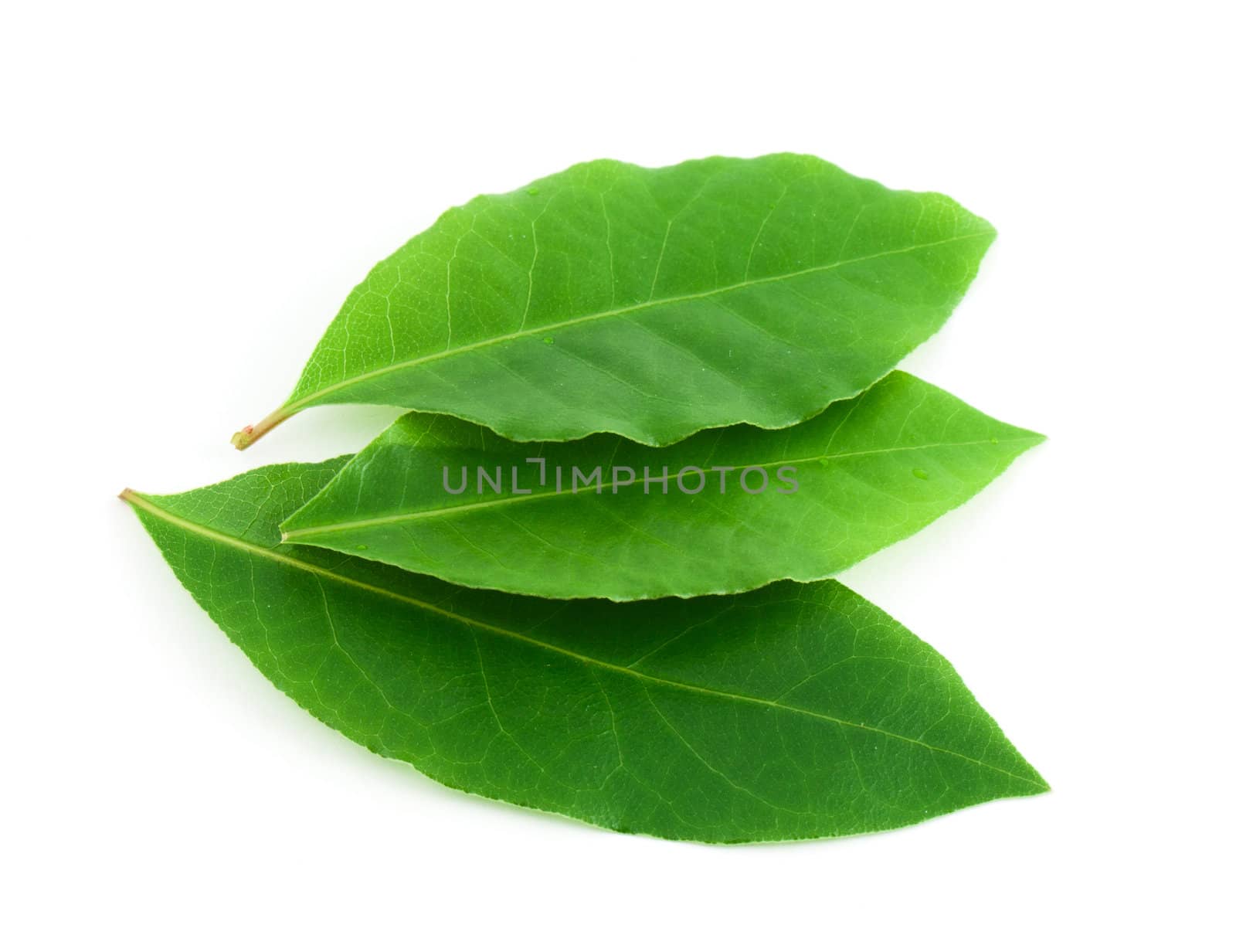 Laurel leaf isolated on white