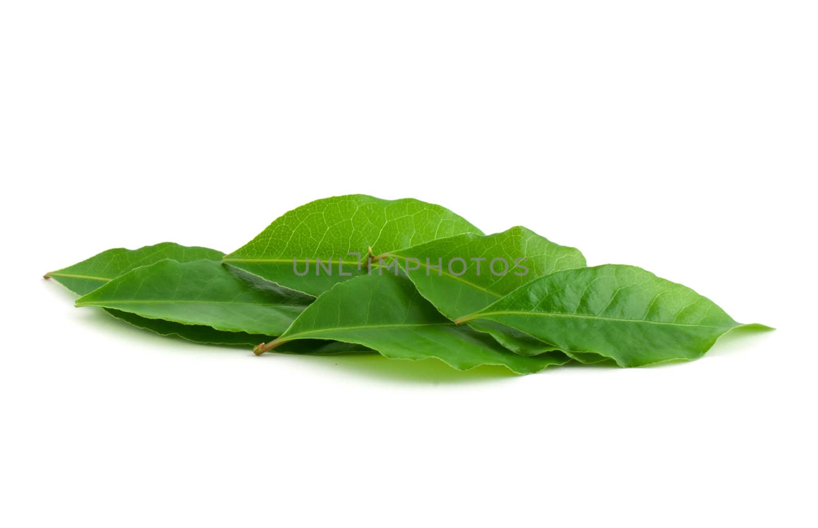 Laurel leaf isolated on white