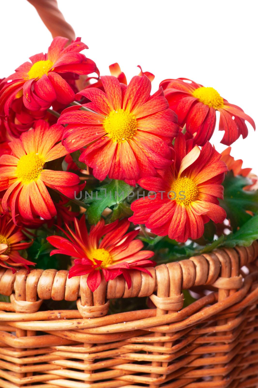 Bunch of red chrysanthemums in a basket over white background