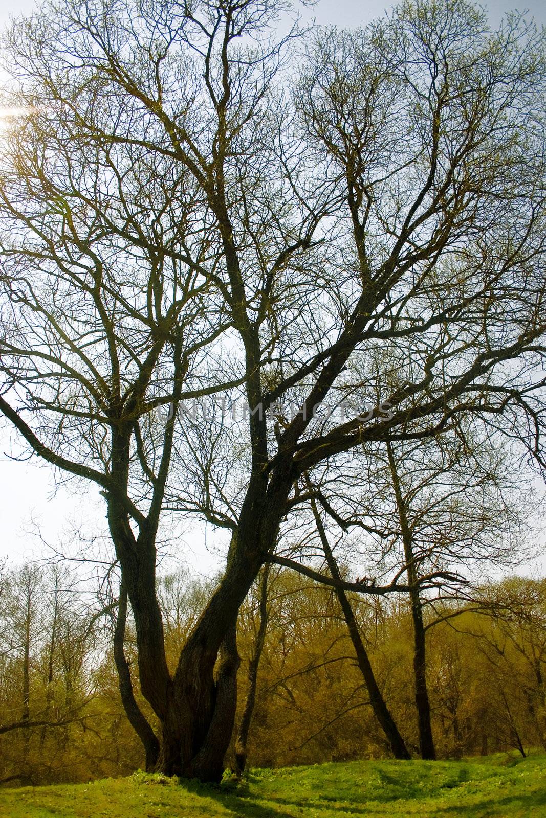 naked barrels of trees in autumn day