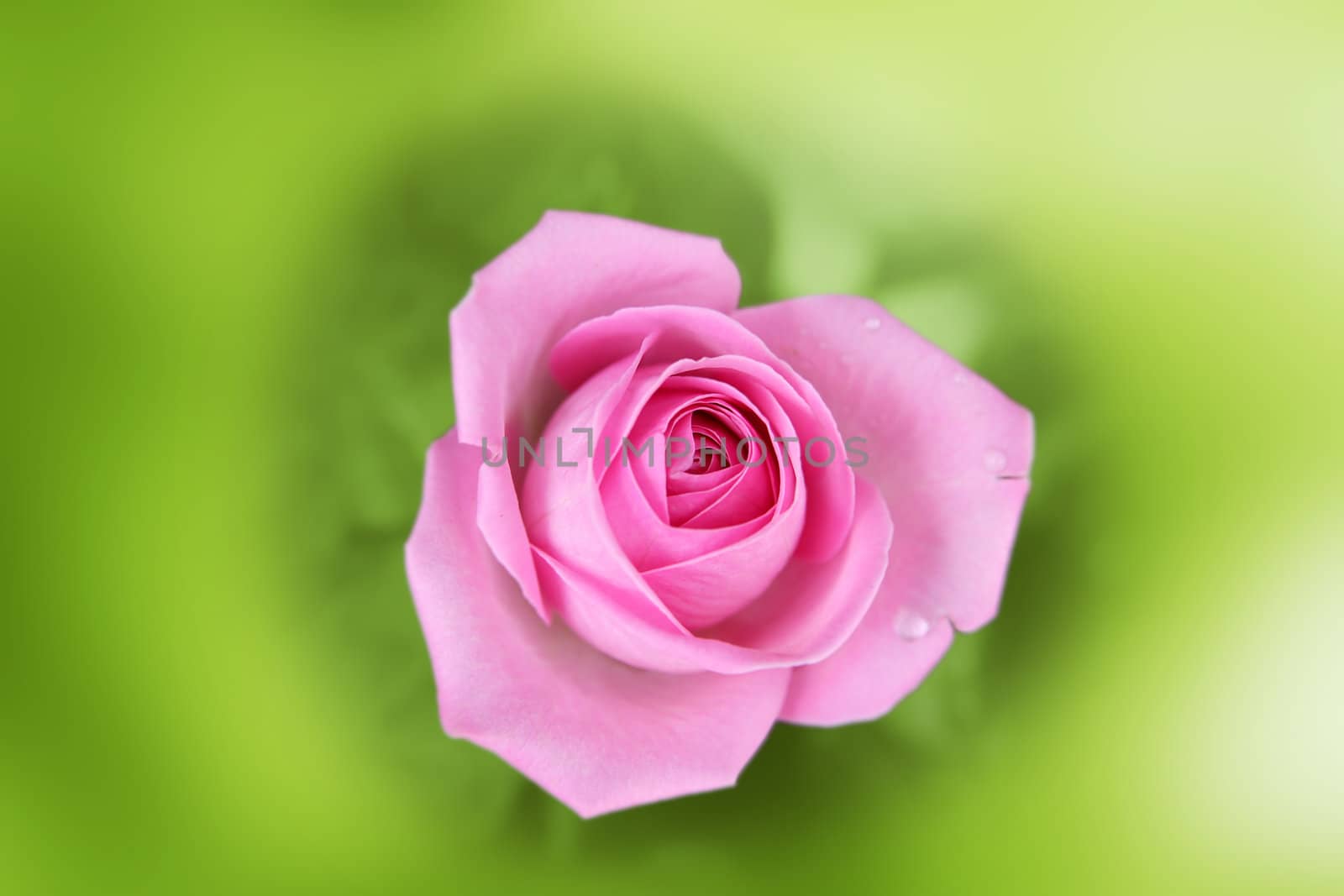 Scarlet rose in an environment of a blurred green background