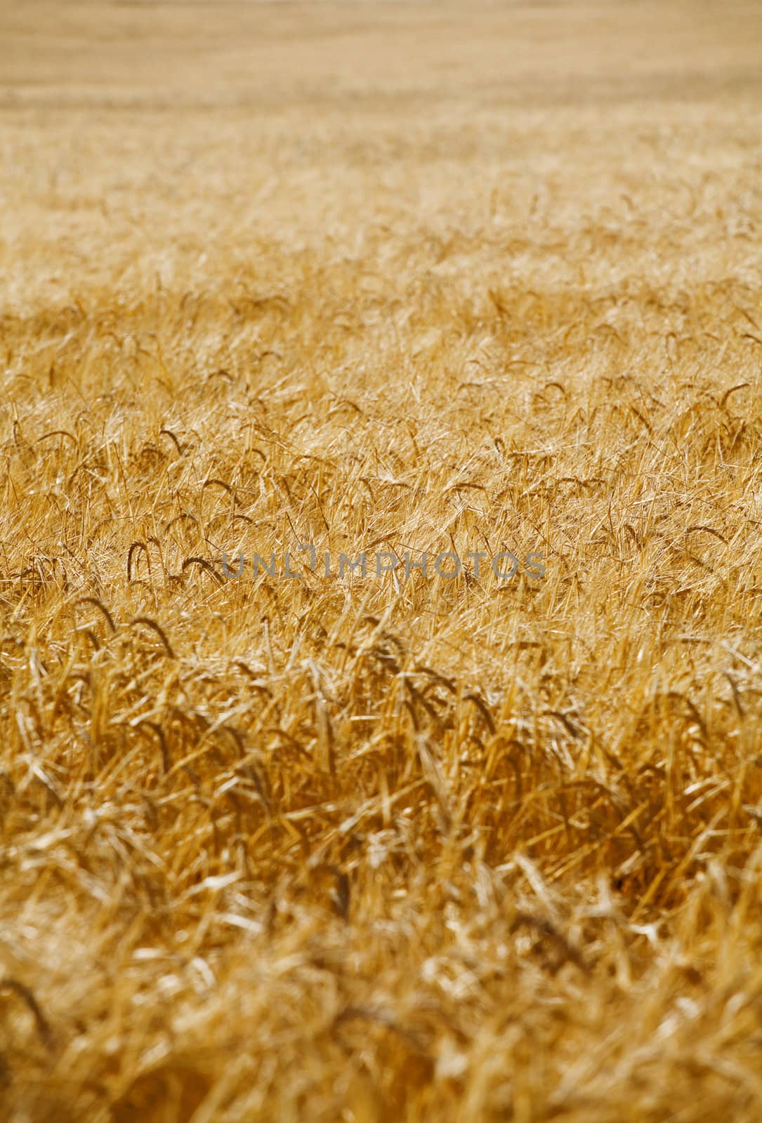 organic background from a golden wheat before harvesting