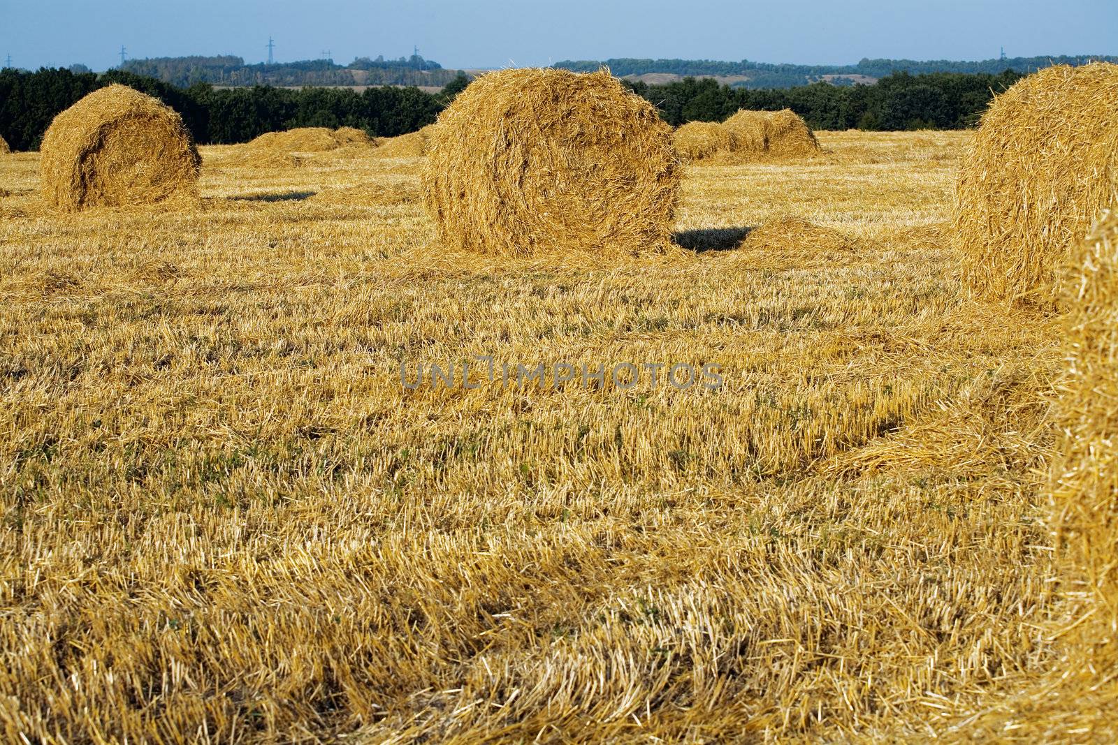 Yellow haystacks on a pure field from a crop in the late summer