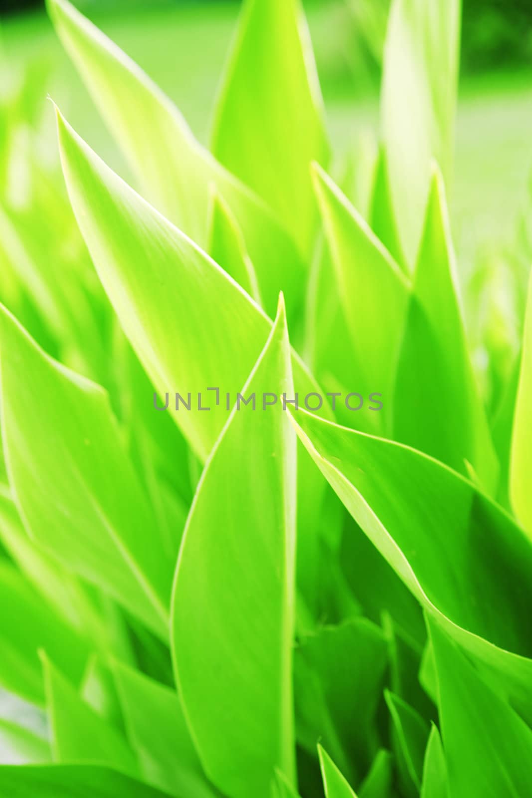 summer background from the bright green juicy leaves of plant
