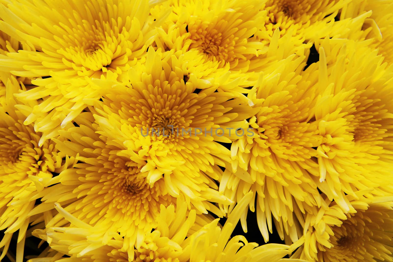 decorative beautiful bouquet of yellow fresh Chrysanthemum