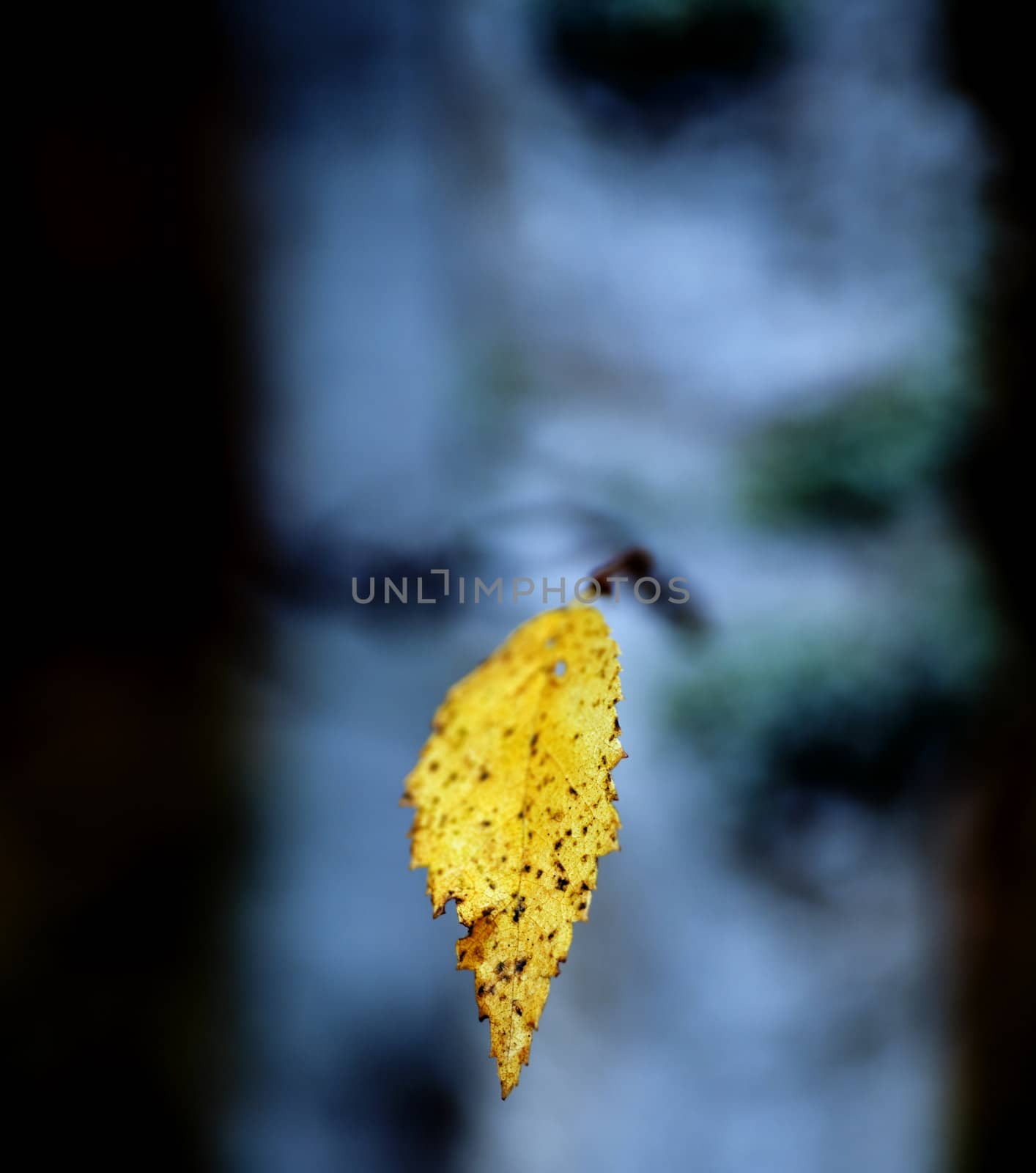 Branch of a tree with on autumn yellow leaf against dark blue background