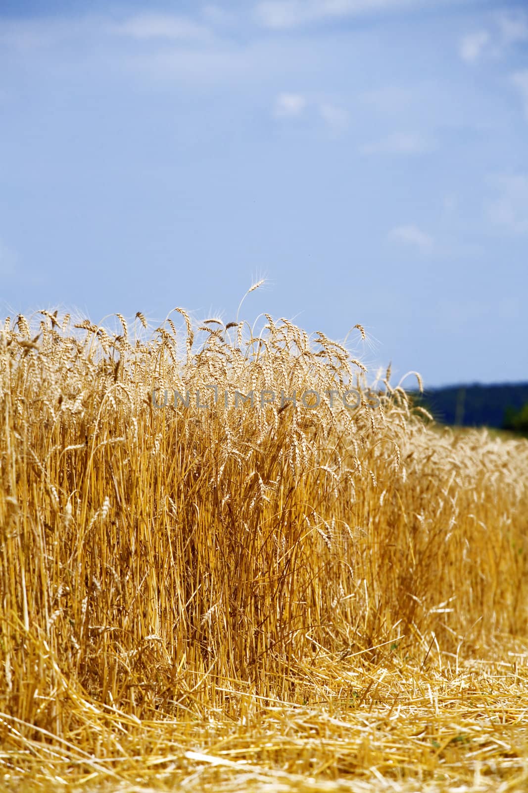 field of a golden wheat before harvesting on a background blue sky