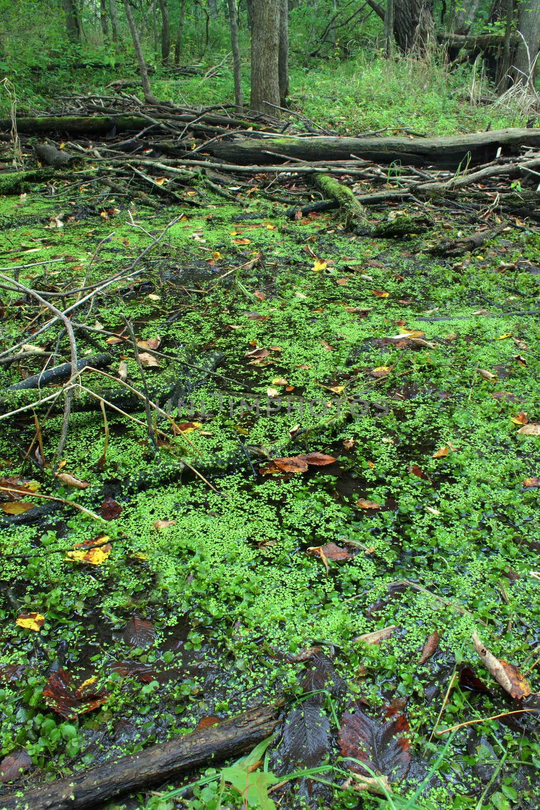 Dense forest surrounds a wetland in the midwestern United States.