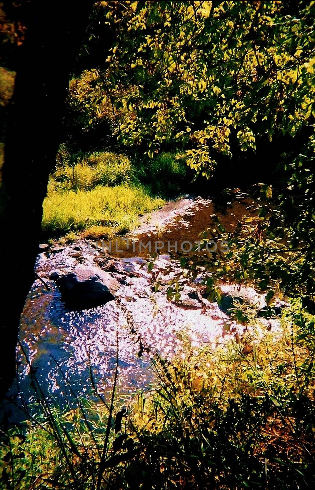 A small river under tree cover.