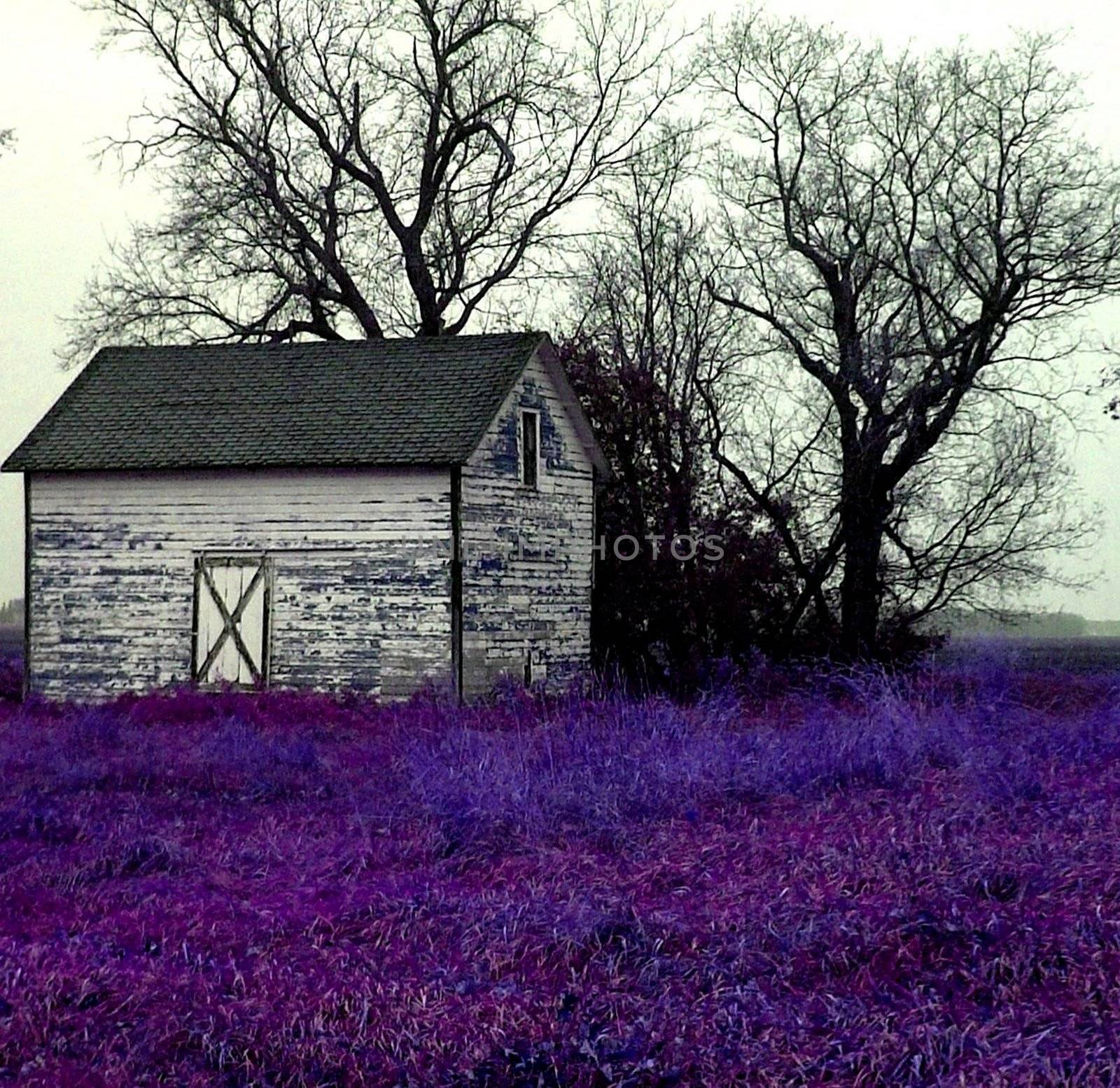 Chicken coop, or old barn, surrounded by purple flora and leafless trees.