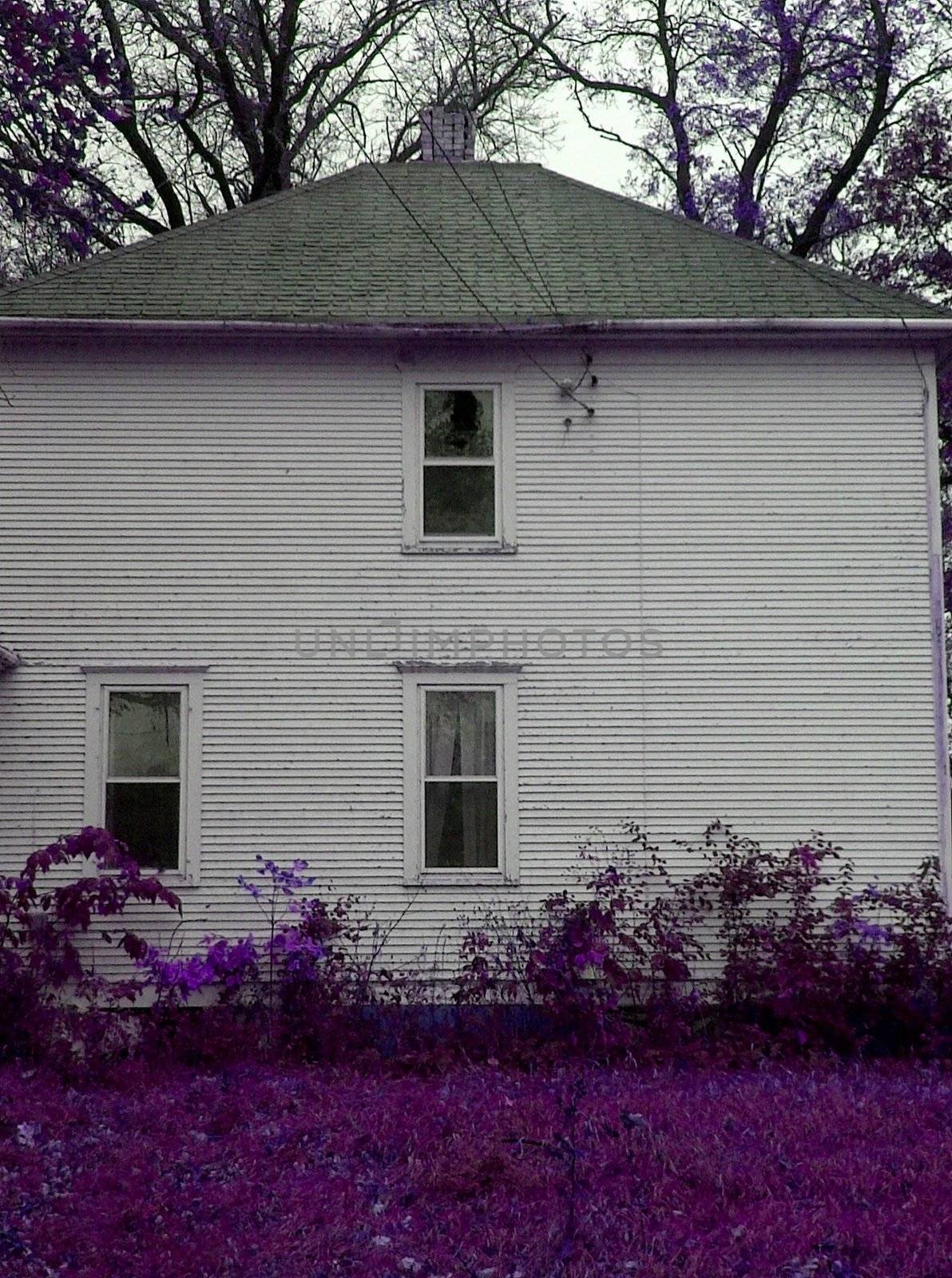 Farm house surrounded by purple flora and leafless trees.